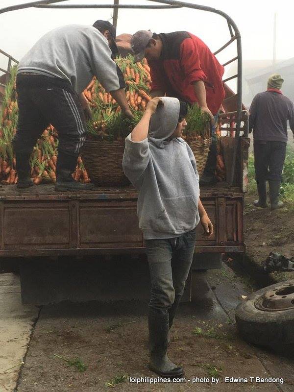 3 Carrot Man Jeyrick Sigmaton Viral KMJS Mountain Province farmer Edwina Bandong