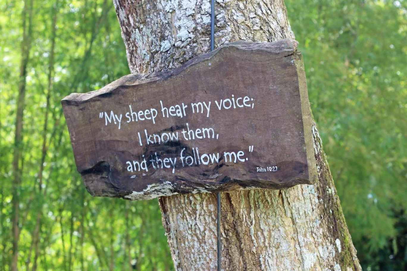 Bible quotes hanging around the trees at Angelfields 