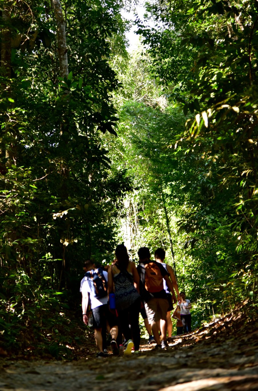 Rainforest at MacRitchie Park Singapore