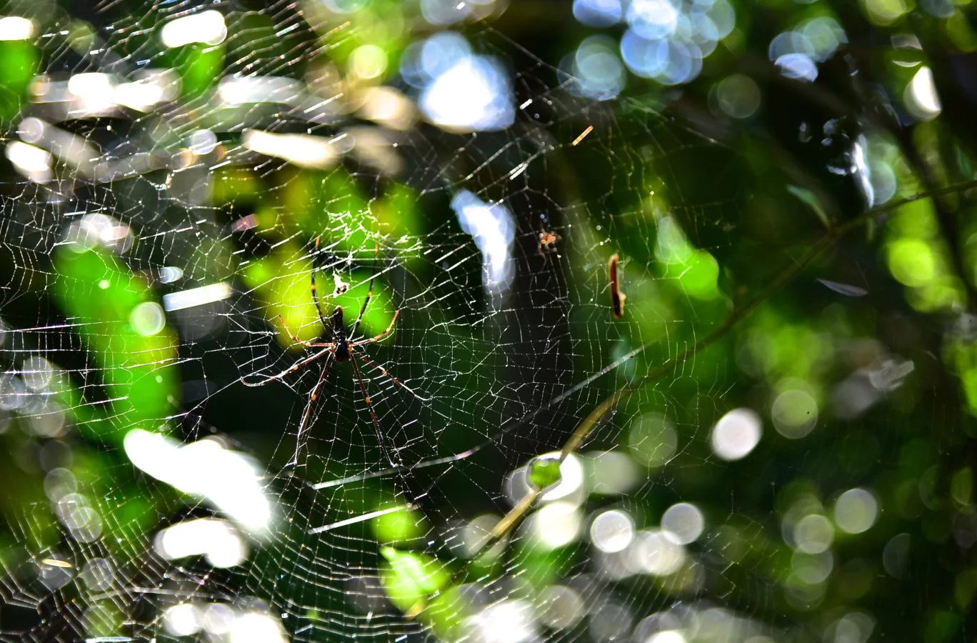 Spider at MacRitchie Reservoir Park, Singapore