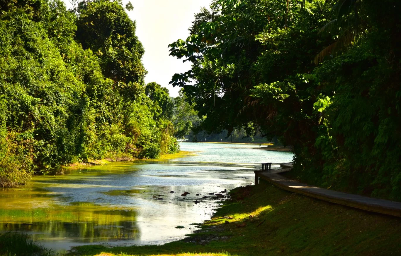 Lake at MacRitchie Reservoir Park in Singapore