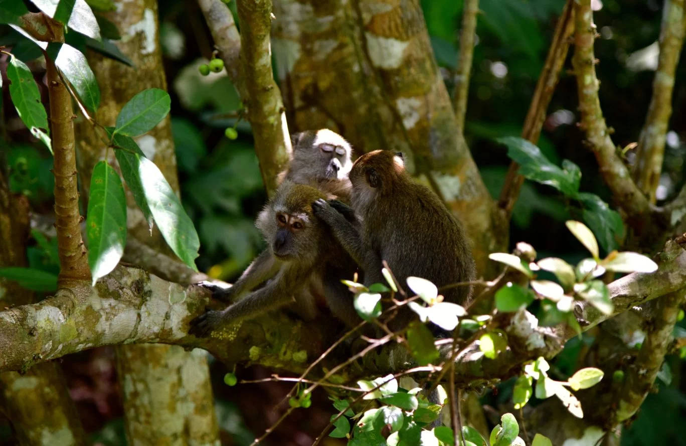 Monkeys at MacRitchie Park
